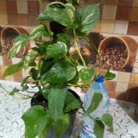 ذرتی بزرگ  گلدون سرامیکی 350 بدون گلدون 300|گل و گیاه طبیعی|شیراز, لشکری‎|دیوار