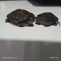 ماهی دوزیست