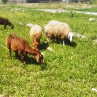 4تامیش درشت