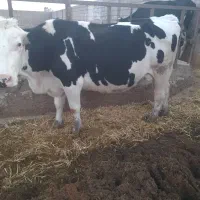 تعدادی گاو شیری فروشی