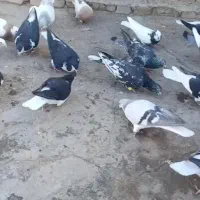 کبوتر کفتر پرشی نر گلچین