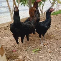 مرغ وخروس لاری
