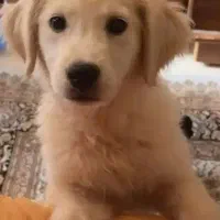 پامر خرسی  شیتزو