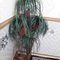 دکوری نخل|گل مصنوعی|نسیمشهر, |دیوار