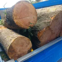 چوب ودرخت|خدمات باغبانی و درختکاری|کرمانشاه, |دیوار