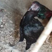 تخم مرغ لاری|حیوانات مزرعه|نگین شهر, |دیوار