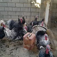 بوقلمون نرو ماده  ۸ ماهه|حیوانات مزرعه|جغتای, |دیوار