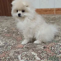 سگ پامر خرسی نر|سگ|مشهد, حرم مطهر رضوی|دیوار