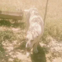 سگ گمشده|سگ|سیمین شهر, |دیوار