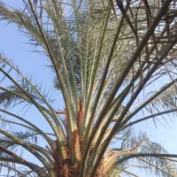 فروش دیمیت نخل خلاص