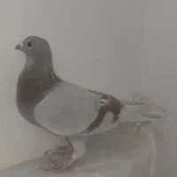 چند تا کفتر|پرنده|تربتحیدریه, شهدا|دیوار