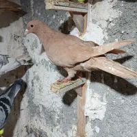 کبوتر صید کرمانی کله زرد|پرنده|مشهد, ابوذر|دیوار