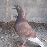 جوجه پلاکی دون خور