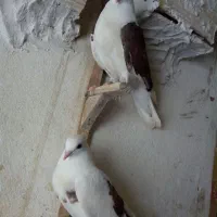کبوتر|پرنده|شیراز, شیخ علی چوپان|دیوار