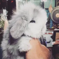 خرگوش|موش و خرگوش|اصفهان, شهرک کاوه|دیوار