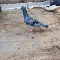 جفت کاکلی درجه یک ضمانت همچی