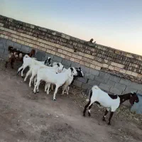 بز...|حیوانات مزرعه|فردوس (خراسان), |دیوار