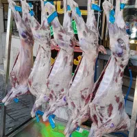 تهیه وتوضیع انواع گوشت گوسفند گوساله شتر شتر مرغ|خوردنی و آشامیدنی|شیراز, سیاه سنگ|دیوار