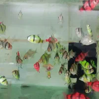 بار جدید ماهی رسید|ماهی|بیرجند, |دیوار