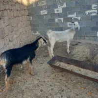 بز گله ای|حیوانات مزرعه|جهرم, |دیوار