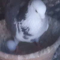 کفتر کبوتر