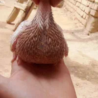 پرنده دیواندره|حیوانات|دیواندره, |دیوار