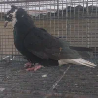 کفتر دم سفید