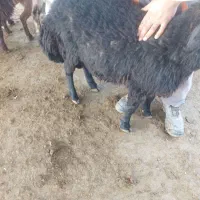 بره افشار بذری|حیوانات مزرعه|نیشابور, شهرآرا|دیوار