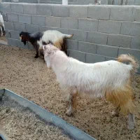 کره نر بز زاییده بره ماده