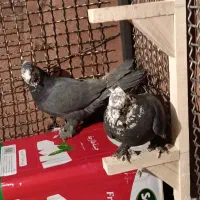 کفتر بزک سینه سوسنی جفتی|پرنده|شیراز, شیخ علی چوپان|دیوار