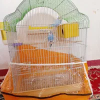 مرغ عشق|پرنده|کرمان, |دیوار