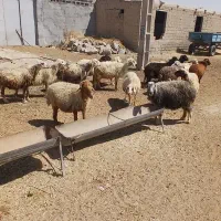 گوسفند|حیوانات مزرعه|اهواز, آریاشهر|دیوار