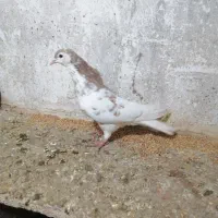 کبوتر|پرنده|نیشابور, مازول|دیوار