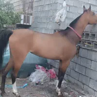 اسب|اسب و تجهیزات اسب‌سواری|میناب, |دیوار