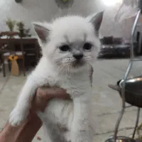 گربه|گربه|دزفول, |دیوار