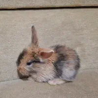 بچه خرگوش های لوپ|موش و خرگوش|قم, جهان بینی|دیوار