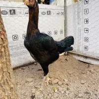 مرغ لاری خاص