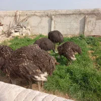 شترمرغ  هم برای نگهداری هم برای قربانی حدوددومترقد|حیوانات مزرعه|شریف‌آباد, |دیوار