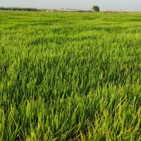 کارگر ابیار گندم