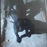 فروش پیتبول نرو ماده اصیل وارداتی|سگ|قائم‌شهر, |دیوار