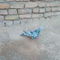 ساره|پرنده|تایباد, |دیوار