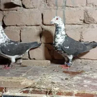 کبوتر سوسکی سینه سفید وجوجه