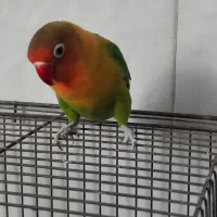 طوطی برزیلی|پرنده|اصفهان, گرکان|دیوار