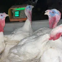 بوقلمون گوشتی