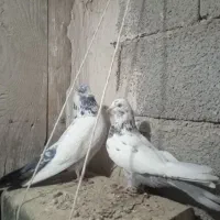 کبوتر فیت پرشی کله دمی یکی 300