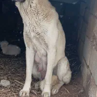 ماده یکه نیم ساله