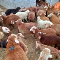 گوسفند زنده شبانه روزی با قصاب کل تهران