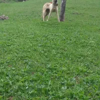 سگ سرابی
