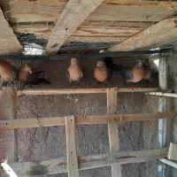کبوتر ارشینگل|پرنده|کبودرآهنگ, |دیوار