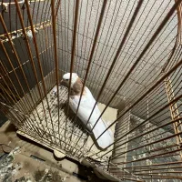طوقی ماده